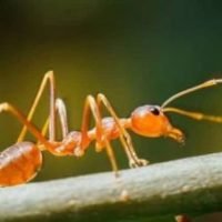 désinsectisation des fourmis