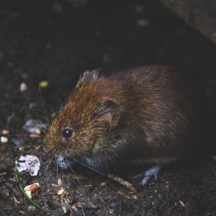 Deratisation à Nice - rats