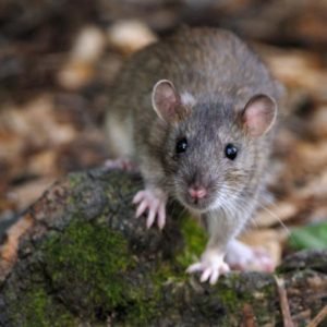 rats en ville