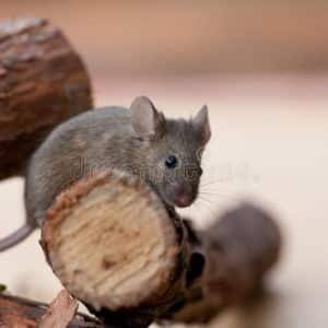 souris des villes mus musculus