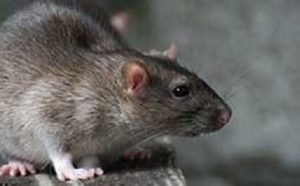 rats d egouts