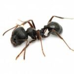 fourmis charpentiéres
